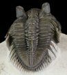 Top Quality Tower Eyed Erbenochile Trilobite #65819-2